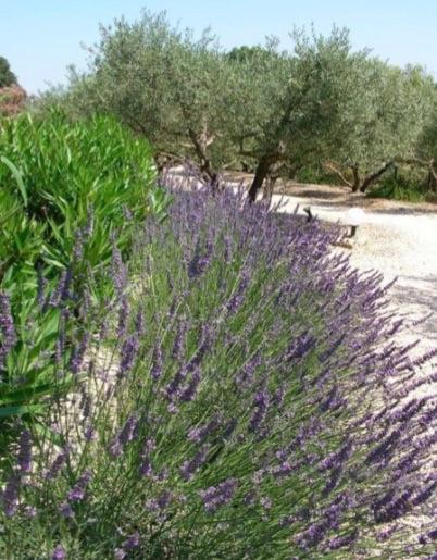 Un Gite En Provence - Les Jardins De Fontanille Saint-Remy-de-Provence Ngoại thất bức ảnh