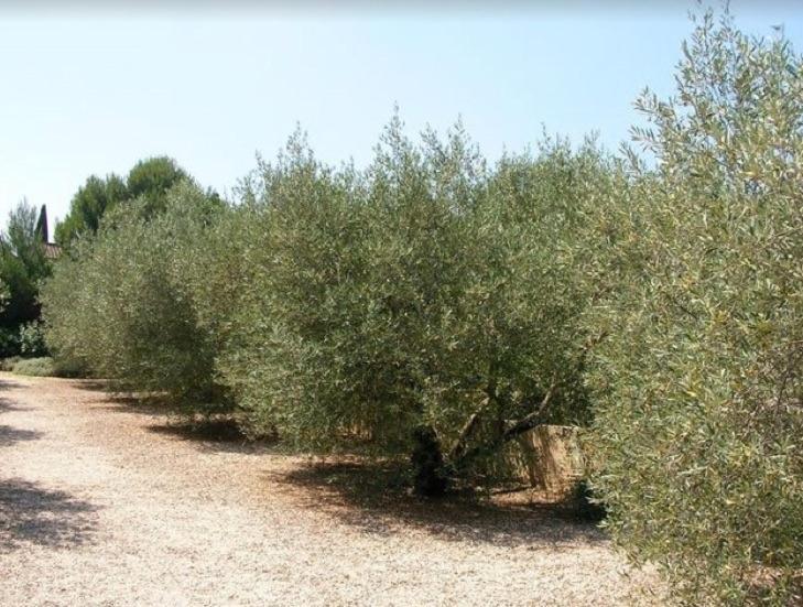 Un Gite En Provence - Les Jardins De Fontanille Saint-Remy-de-Provence Ngoại thất bức ảnh